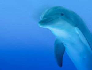 dolphin
